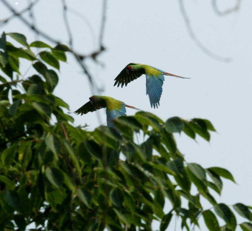 Casa Rio Cuale And River Retreat ปูแอร์โตบาญาร์ตา ภายนอก รูปภาพ